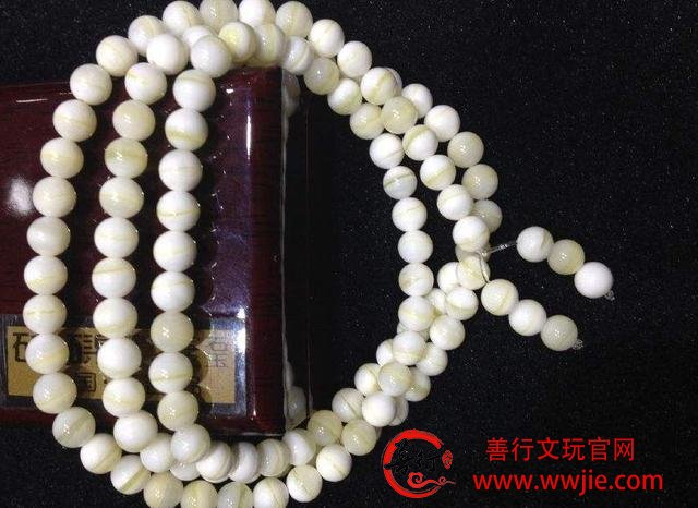 文玩之砗磲的主要分类，你真的了解吗？