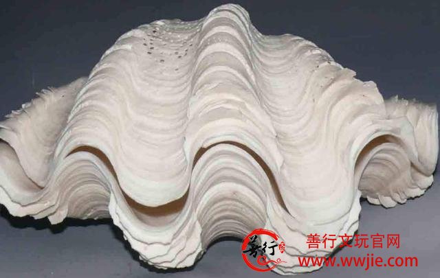 文玩之砗磲的主要分类，你真的了解吗？