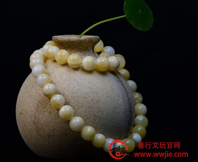文玩之砗磲的主要分类，你真的了解吗？