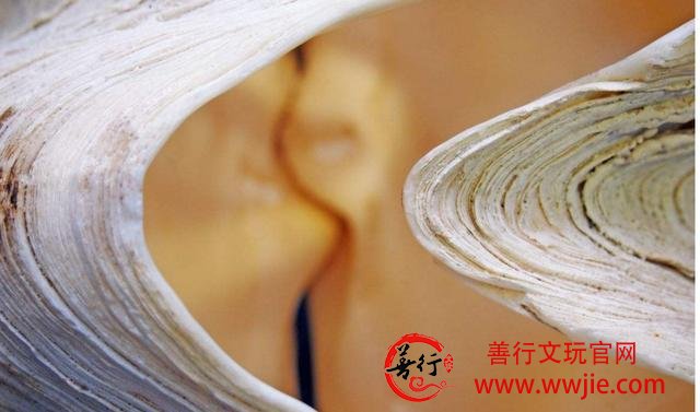 文玩之砗磲的主要分类，你真的了解吗？