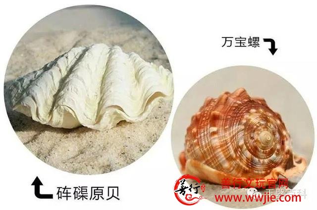 珍稀级血砗磲的“替身”：万宝螺血砗磲