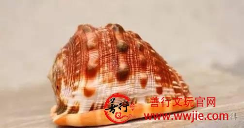 珍稀级血砗磲的“替身”：万宝螺血砗磲