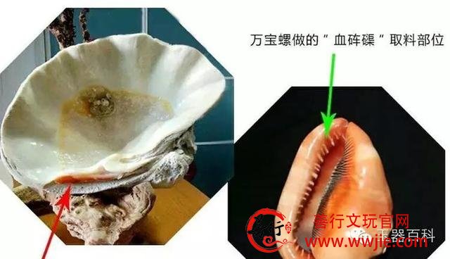 珍稀级血砗磲的“替身”：万宝螺血砗磲