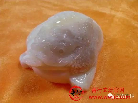 珍稀级血砗磲的“替身”：万宝螺血砗磲