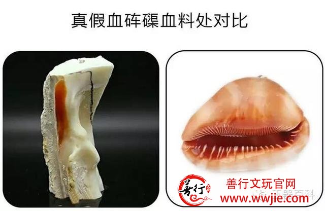 珍稀级血砗磲的“替身”：万宝螺血砗磲
