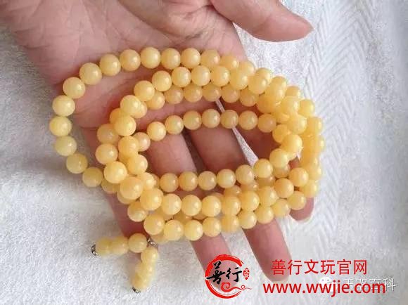 珍稀级血砗磲的“替身”：万宝螺血砗磲