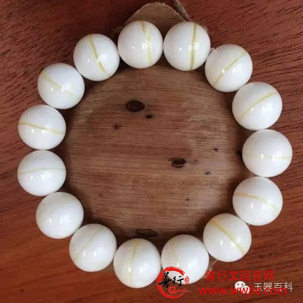 珍稀级血砗磲的“替身”：万宝螺血砗磲