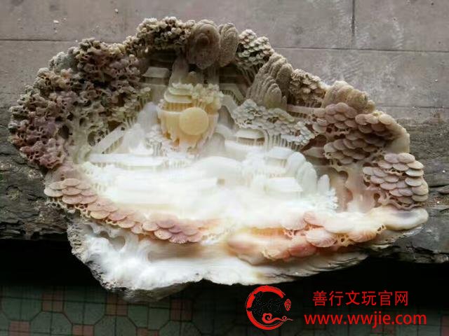 砗磲收藏之 黄岩岛紫砗磲