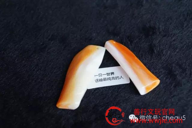 砗磲百问：砗磲可以盘出包浆吗？