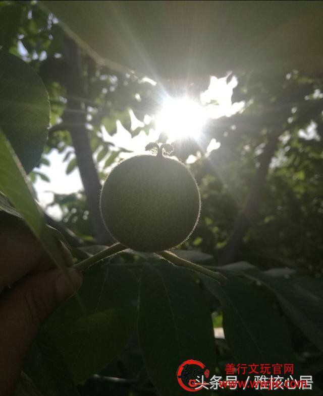 文玩核桃之青皮