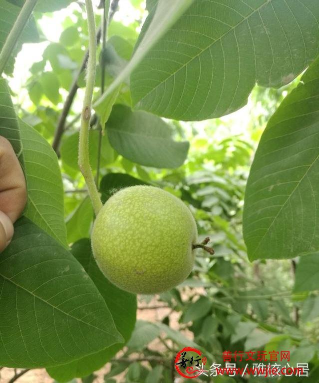 文玩核桃之青皮