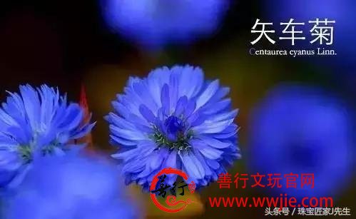 最后的克什米尔“矢车菊”蓝宝石！